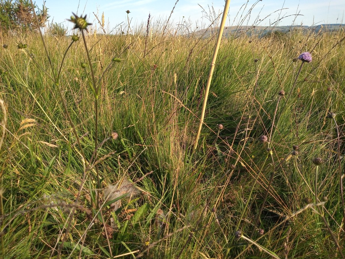 Proud day today for INCC. 
Day 1 of marsh fritillary larval web surveys at Llantrisant Common and already 53 webs found. And still a huge area left to survey over the coming days. Thank you so much to the graziers at the common, funders and all our volunteers and supporters.
