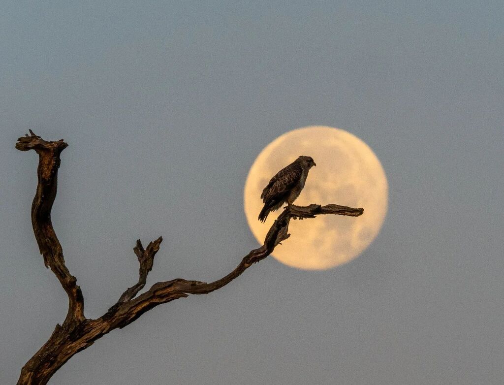 nickhowe56's tweet photo. Supermoon or Hunter's Moon ??
.
.
.
.
#supermoon #birdsofpreyphotography #birdsofpreyofinstagram #britishbirds #britishbirdphotography #ukbirds #birdphotography #ukbirdwatching #britishwildlife #britishwildlifephotography #wildlifephotography #ukwildlife… https://t.co/ZQdhGoYseX https://t.co/5gCbQctQj7