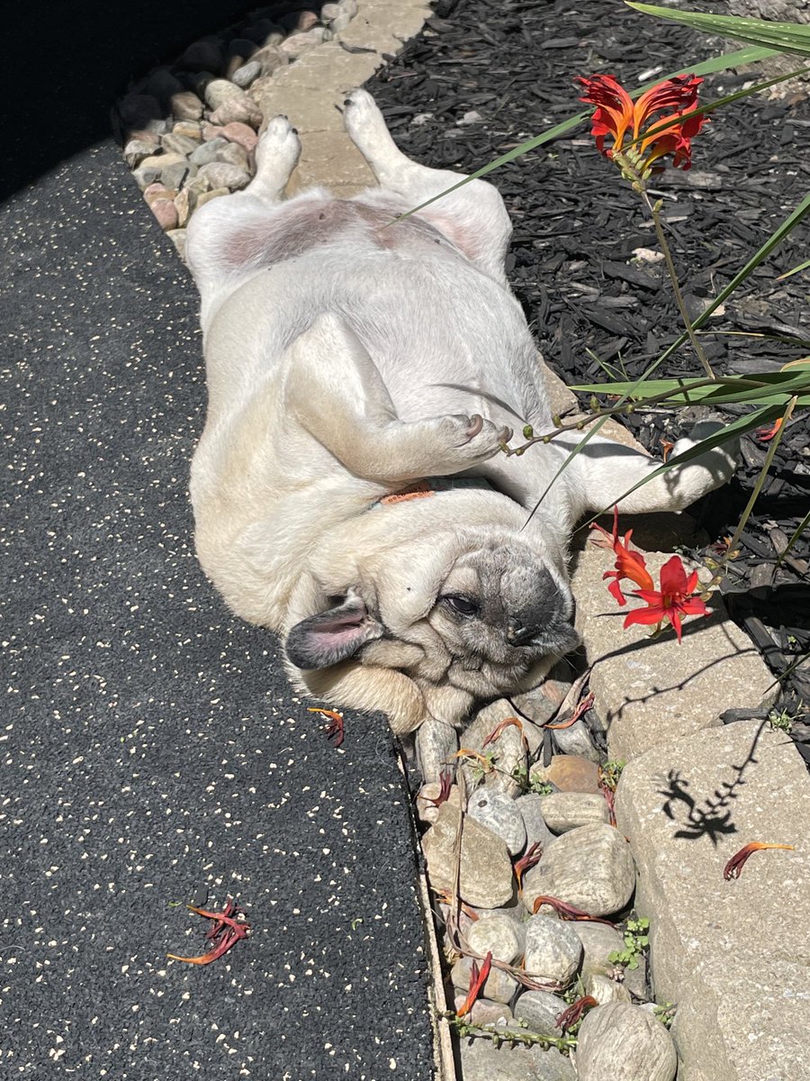 siguy28's tweet photo. Me lays where me wants to!🐖 https://t.co/zUebYqzKfS