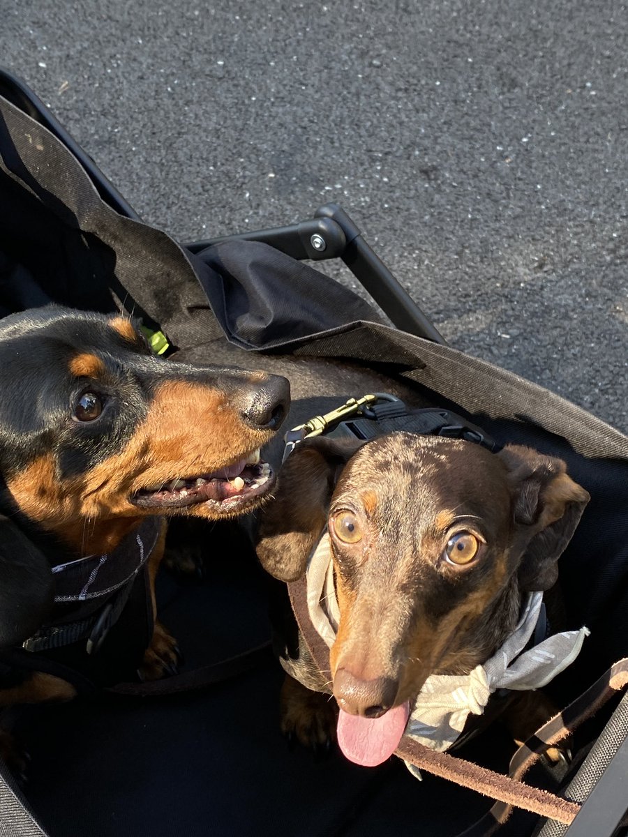 photobygaryb's tweet photo. I asked @MidJourney AI to imagine our fur babies. 💙💙💙 https://t.co/iviFhal6Xt