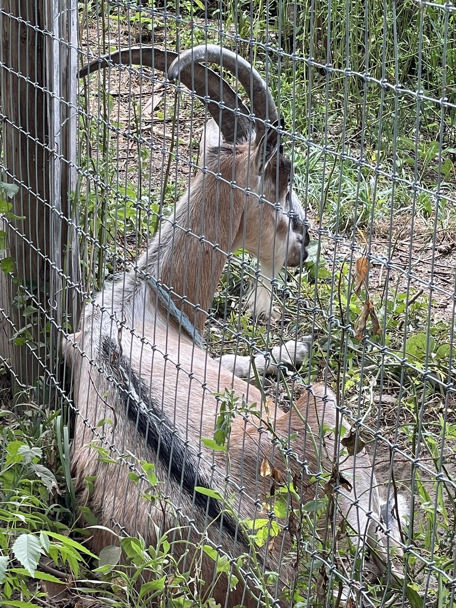 PKubeyEA's tweet photo. Break time @RiversideParkNY #goatsatwork https://t.co/S57BRxz161