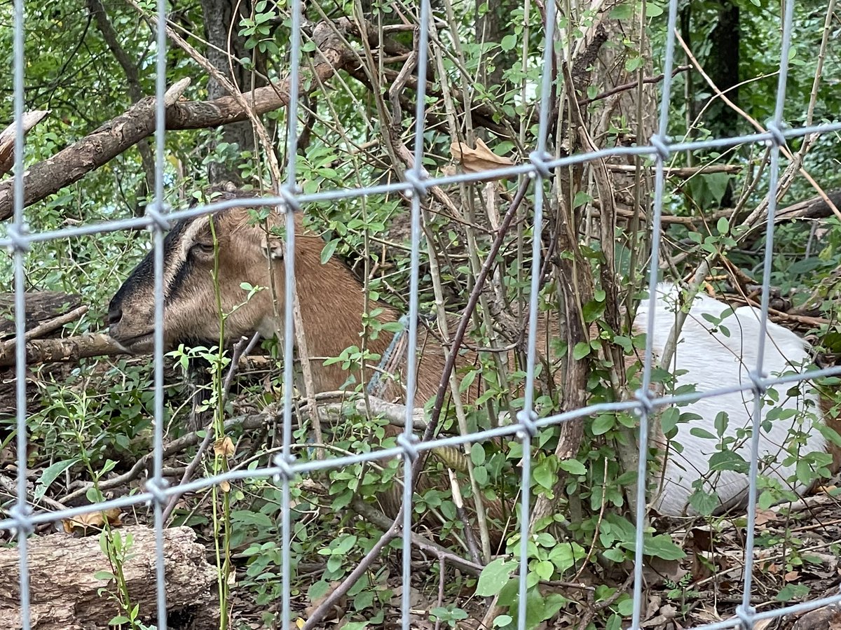 PKubeyEA's tweet photo. Break time @RiversideParkNY #goatsatwork https://t.co/S57BRxz161