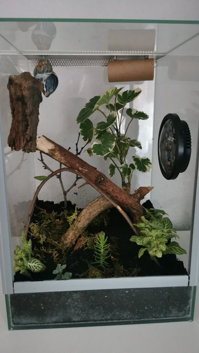 Erst mal eingerichtet. Dann testen wir mal wie wir die Temperatur konstant kriegen. #jumpingspider #springspinne #hans