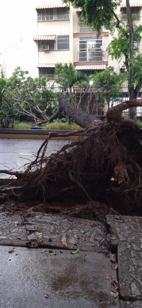 hectorjhy's tweet photo. Hace pocos minutos se cae un árbol en la Av. Principal de la California norte hacia la Av. Francisco Miranda. #caracas #lluvia #ReporteVial #reporte #arbol https://t.co/r09Kp1lzAI