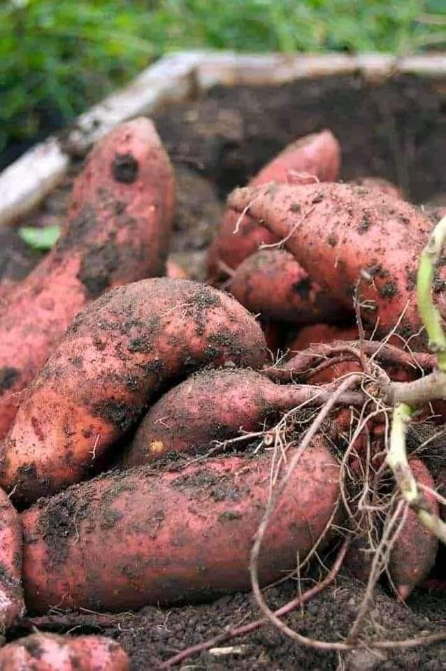 jcniyomugabo's tweet image. Did you know the sweet potato is the 9th most important crop on earth?

Orange-fleshed sweet potatoes #OFSP have high levels of beta-carotene, which the body converts into vitamin A, a vitamin essential for a strong #ImmuneSystem, #healthy skin and eye health.