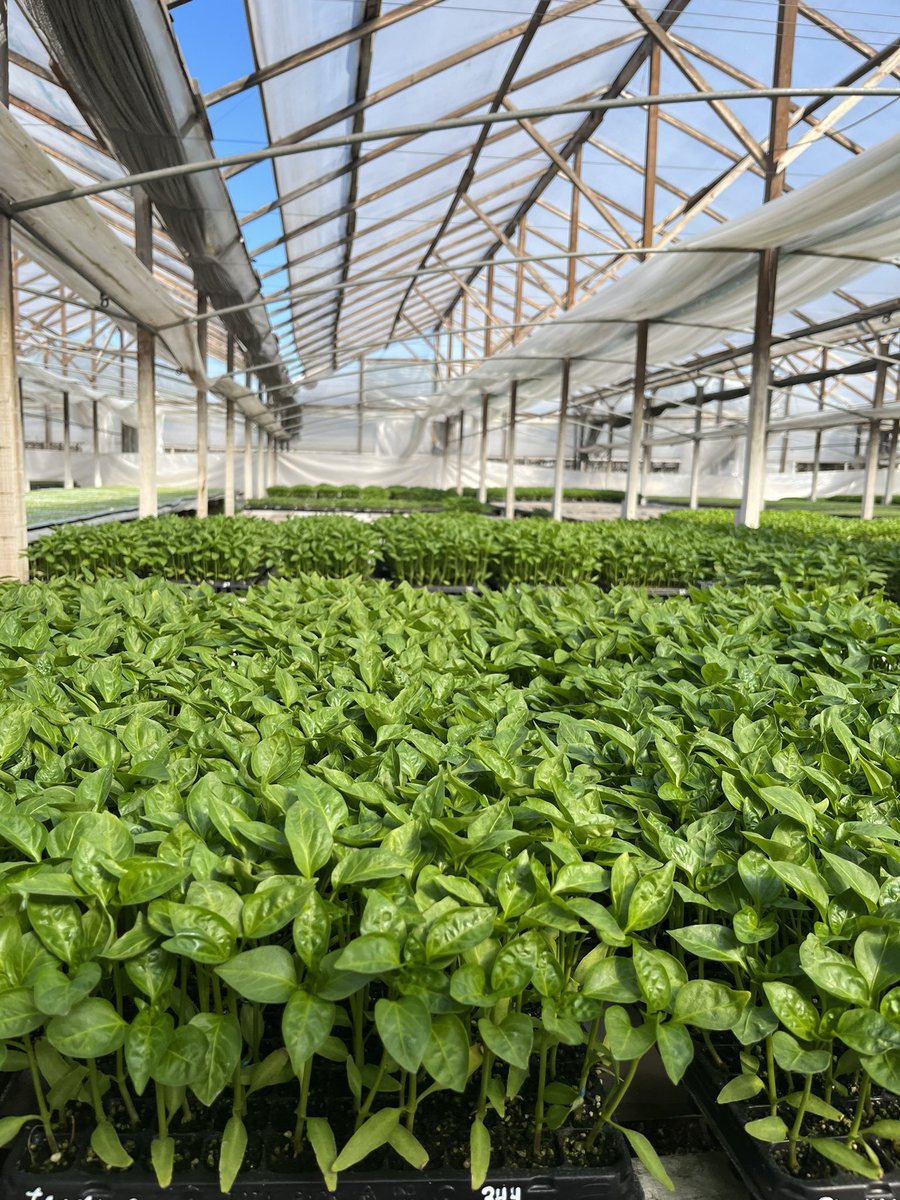 federaggio's tweet photo. Visitando productores de plantines en Florencio Varela para entender mejor sus problemáticas. 

@pliot_arg Un salto hacia la agricultura inteligente!
#pliot
#smartagriculture
#agtech https://t.co/H3u5ICouXC