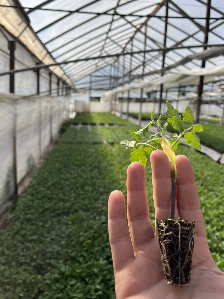 federaggio's tweet photo. Visitando productores de plantines en Florencio Varela para entender mejor sus problemáticas. 

@pliot_arg Un salto hacia la agricultura inteligente!
#pliot
#smartagriculture
#agtech https://t.co/H3u5ICouXC