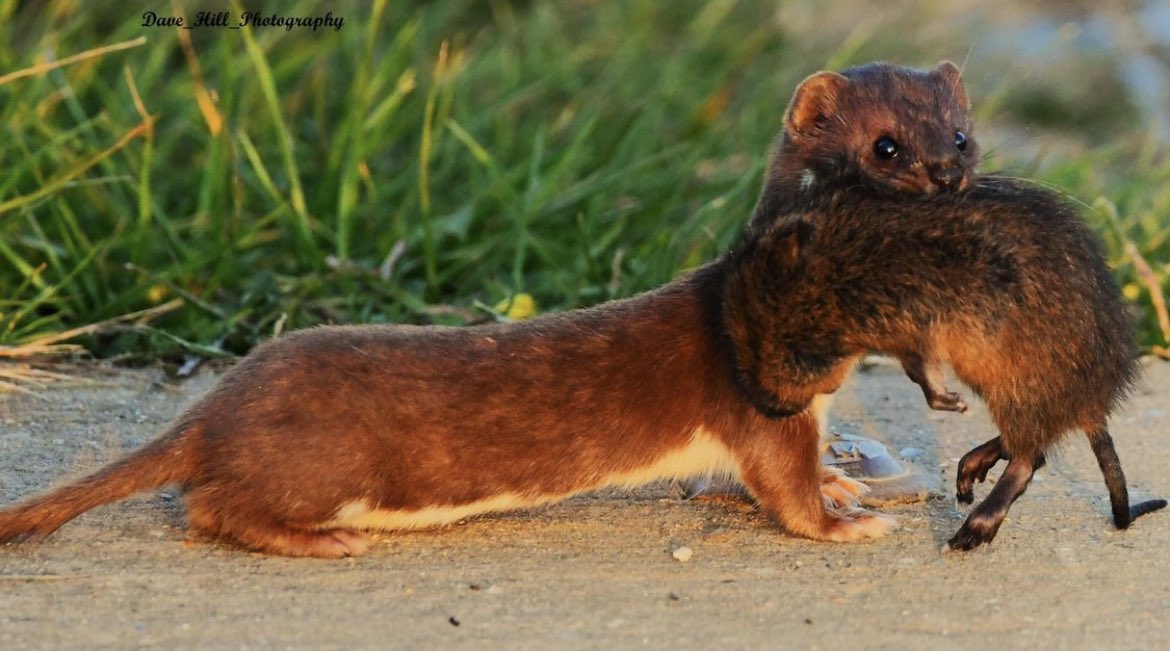 Daveo1994's tweet photo. Stoat with a water vole for dinner taken a few months ago 
#rspb #selseybirder #wildlifephotography #wildlifeupclose #wildlife #ukwildlife #NaturePhotography #naturelovers #paghamharbour #rspbimages #BBCWildlifePOTD #britishwildlife @SussexBirding @SelseyBirder https://t.co/1FjrTQmUmN