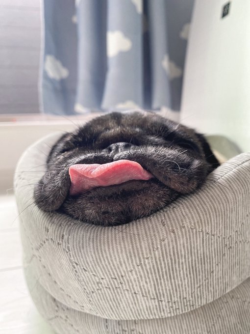 パグのかわいいところをギュッと凝縮 愛嬌たっぷりの寝姿に癒やされる おたくま経済新聞