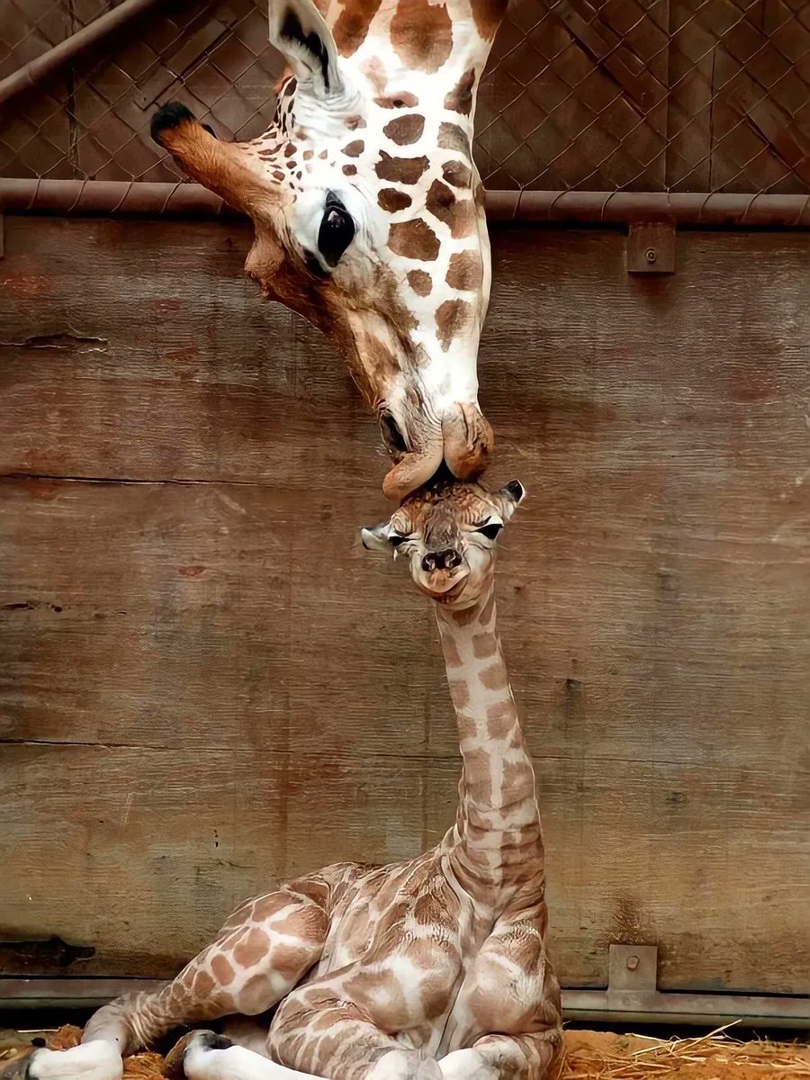 Cute Animals tweet media