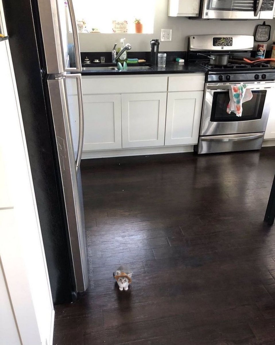southerncajuns's tweet photo. it’s a cat !! wearing a COWBOY HAT https://t.co/YY0H6VzVe1