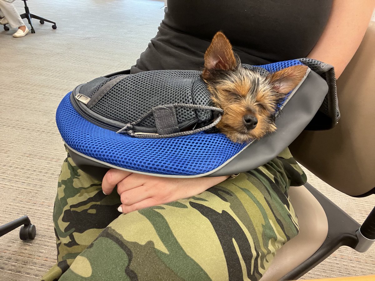 heren_ess's tweet photo. He goes everywhere with us… including the optometrist 💕 https://t.co/Efk6DB2N53
