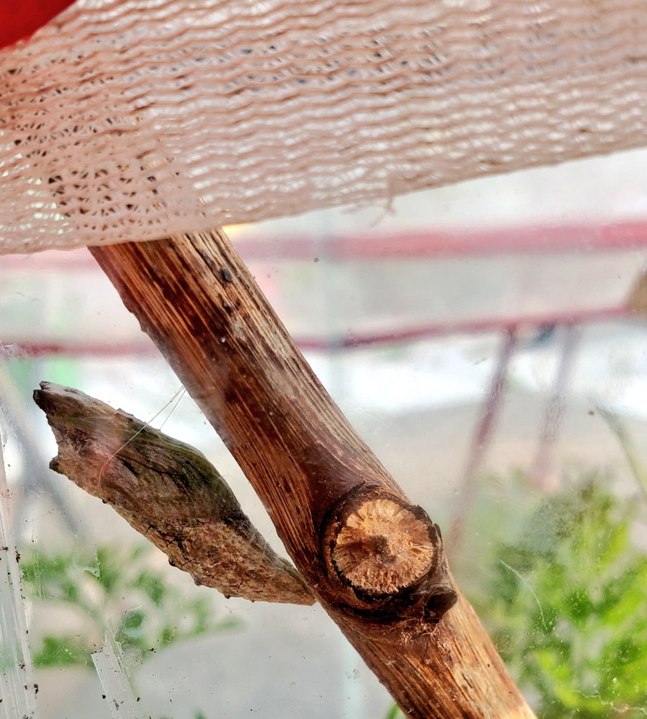 Black swallowtail chrysalis. Look how it made a little sling for itself. So neat! You can find these guys on leaves of plants in the carrot family! All mine were found on carrot tops. #Butterflies #citizenscience #environmentaleducation