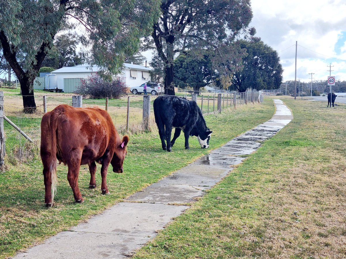 FructoseNo's tweet photo. Triple whammy #yes2meat.
1. Keeping the town grass down = reduced fire risk.
2. Food security. #LCHF
3. Slows the traffic down. No speed cameras in #Tinha
Any other benefits?
#InnocentCows https://t.co/VjliGCBGtf