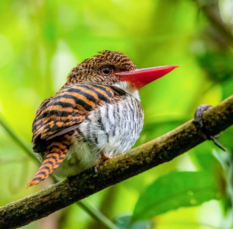 Mandy83041670's tweet photo. A bird that looks a bit like a tiger - the cross-spotted kingfisher #birdphotography
#wildlif
#TwitterNatureCommunity
#BirdTwitter
#smallbird
#birds
#birdwatching
#birding
#birdphotography
#wildlifephotography 
#birds 
#birdphotography
#wildlifephotography 
#birdcpp https://t.co/T9leRw3Abg