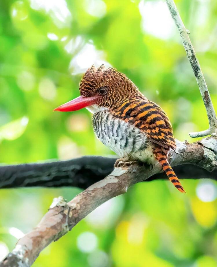 Mandy83041670's tweet photo. A bird that looks a bit like a tiger - the cross-spotted kingfisher #birdphotography
#wildlif
#TwitterNatureCommunity
#BirdTwitter
#smallbird
#birds
#birdwatching
#birding
#birdphotography
#wildlifephotography 
#birds 
#birdphotography
#wildlifephotography 
#birdcpp https://t.co/T9leRw3Abg