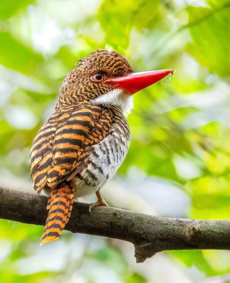 Mandy83041670's tweet photo. A bird that looks a bit like a tiger - the cross-spotted kingfisher #birdphotography
#wildlif
#TwitterNatureCommunity
#BirdTwitter
#smallbird
#birds
#birdwatching
#birding
#birdphotography
#wildlifephotography 
#birds 
#birdphotography
#wildlifephotography 
#birdcpp https://t.co/T9leRw3Abg
