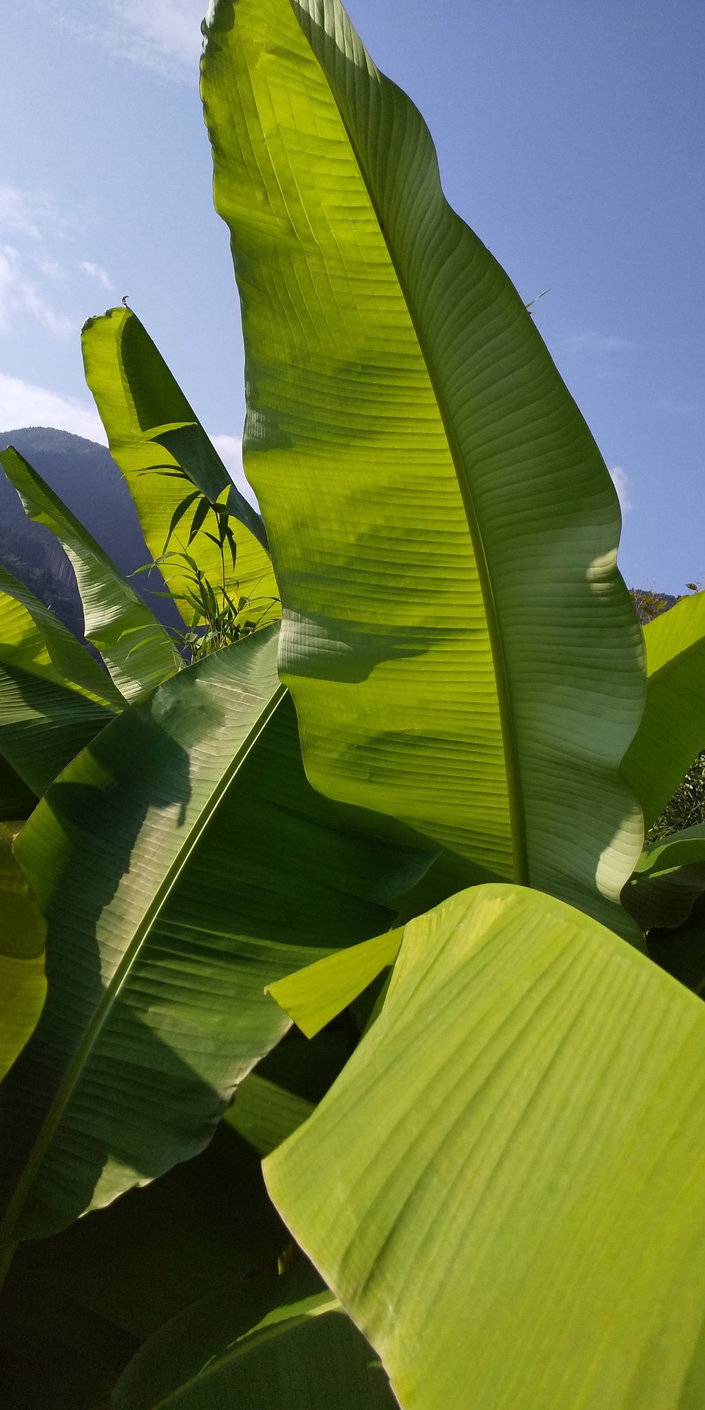 Hide バショウ見ると一番盆を感じる時 自分だけかなぁ T Co Caojf0fpnu Twitter