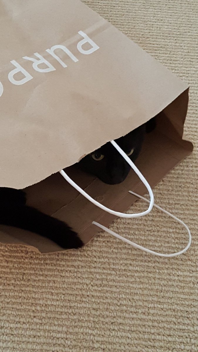 IvoryIvy5050's tweet photo. Keepin' It Cool for #Caturday. I miss you Leo. https://t.co/7mq9HaqdAD
