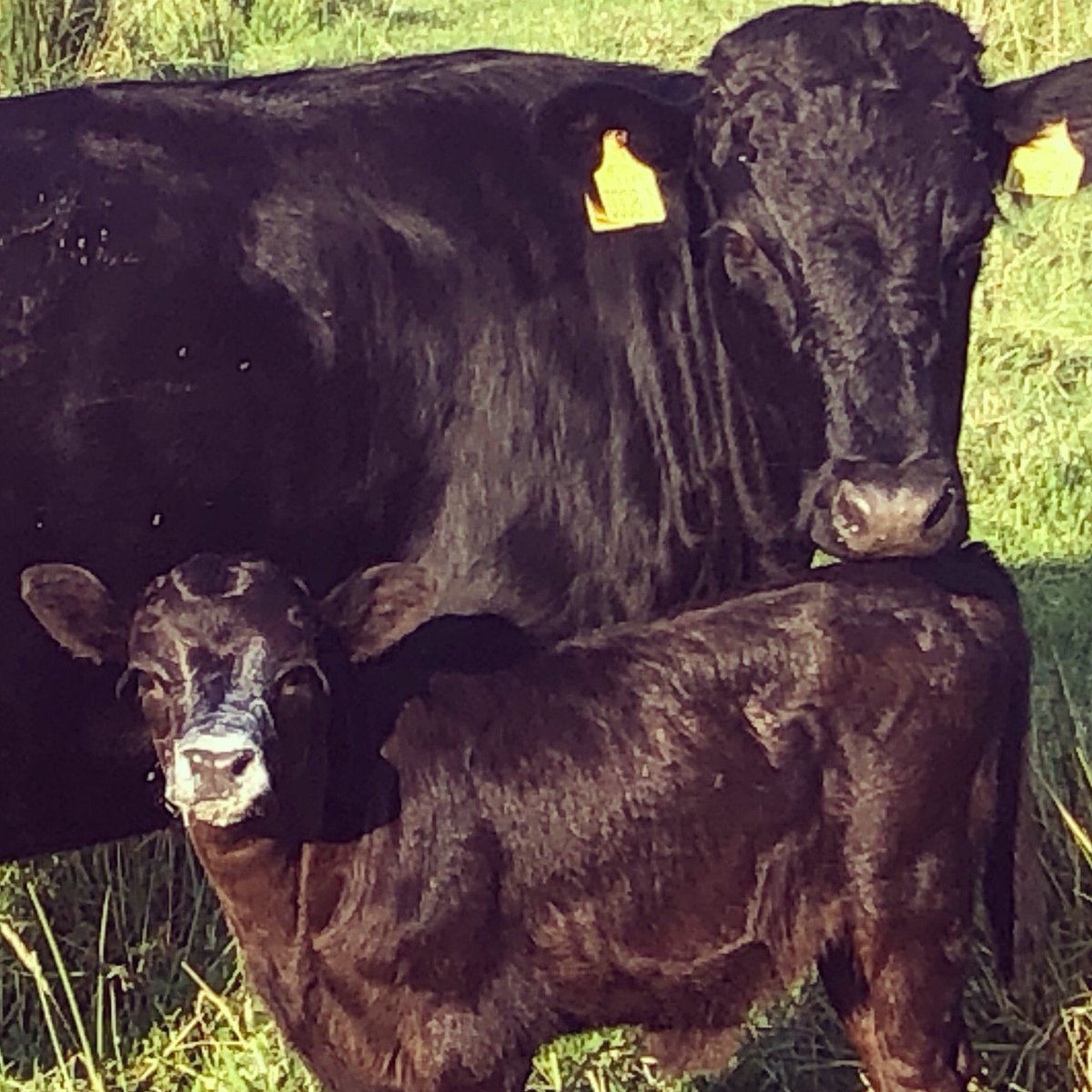 1leekane's tweet image. Think that calf is getting enough milk?

🤣🤣🤣🤣🤣

#dexters #dextercattle #dextercow #dextercalf #cow #calf