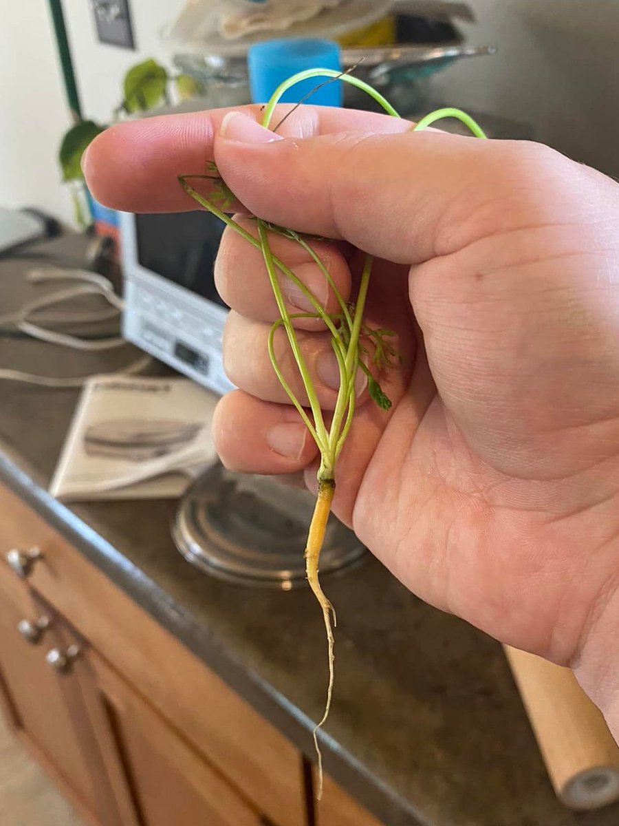 Komaniecki_R's tweet photo. You're all actually still *buying* your carrots? Couldn't be me. This is our harvest after only 4 months π
#greenthumb #motherearth #gaia #subsistencefarming https://t.co/G3WFBN8msZ
