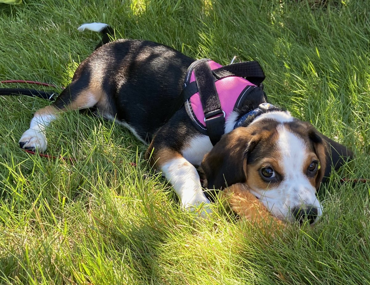 drjwlawson's tweet photo. Fostering young Max from beagle paws. Very cute, but not housetrained yet. #Puppy #WeAreNuts https://t.co/wEvmIqBRzh