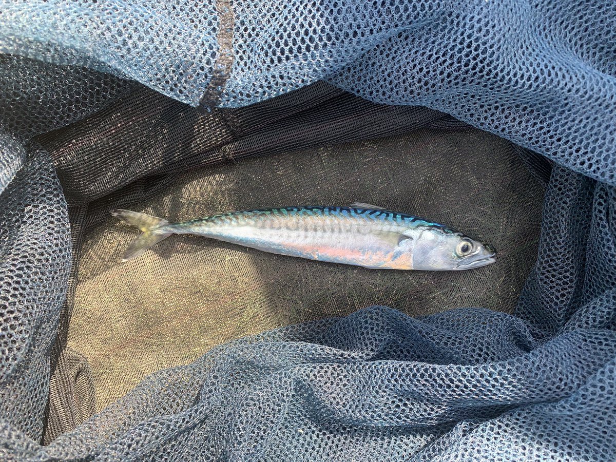 AnneDexterOT's tweet photo. Lovely day out fishing on the boat today.. I caught one solitary mackerel.. but one’s better than none right?! #AHPsActive https://t.co/WcD4HC4qKS
