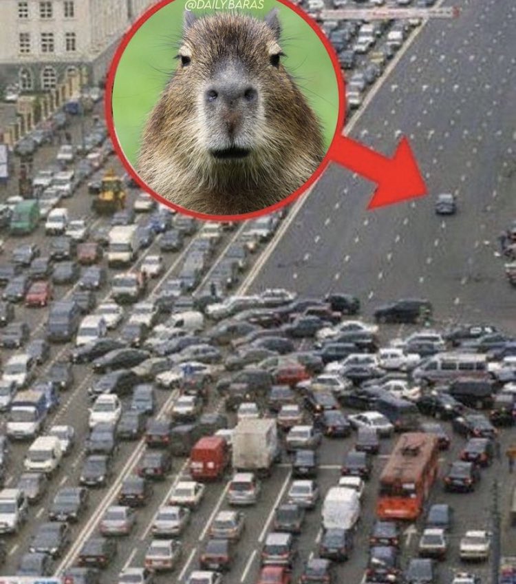 CapybarasForLife (@capys_for_life) on Twitter photo 