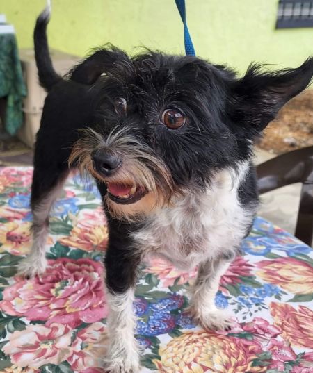 adopt_a_dog_bot's tweet photo. Hula is a placid pooch, who can be found near Lorida, FL! Hula is a Miniature Schnauzer mix, who is loves listening to podcasts while on their walks. #MiniatureSchnauzer #mixedbreed #mutt #dogsoftwitter #rescue #adopt #dog #Lorida #Florida #FL https://t.co/E9Qd0zqHYQ https://t.co/za6JpbsVKf
