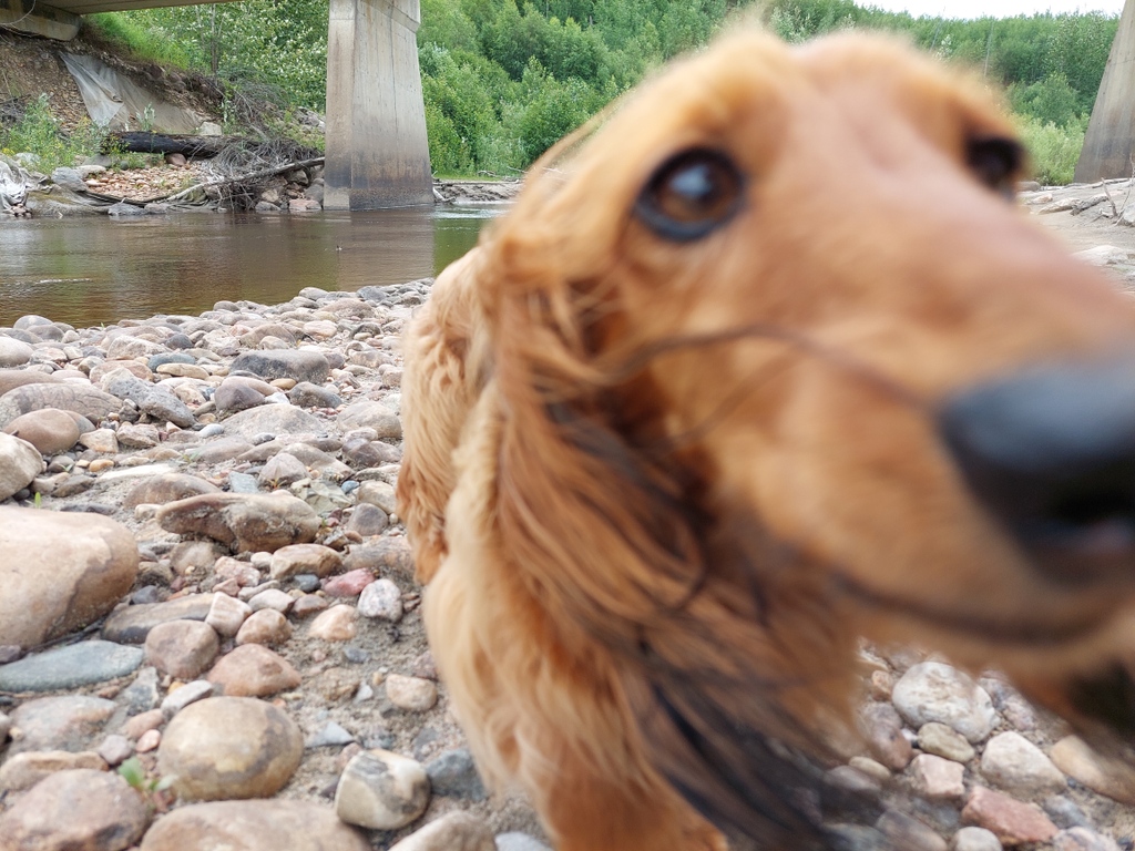 abLSWC's tweet photo. Watershed Wiener Phil blessing your timeline with an unnecessary close-up! Have a great day! #watershedwiener #phildog #mascot #abwater #saturday https://t.co/Wj5qXGsQS9