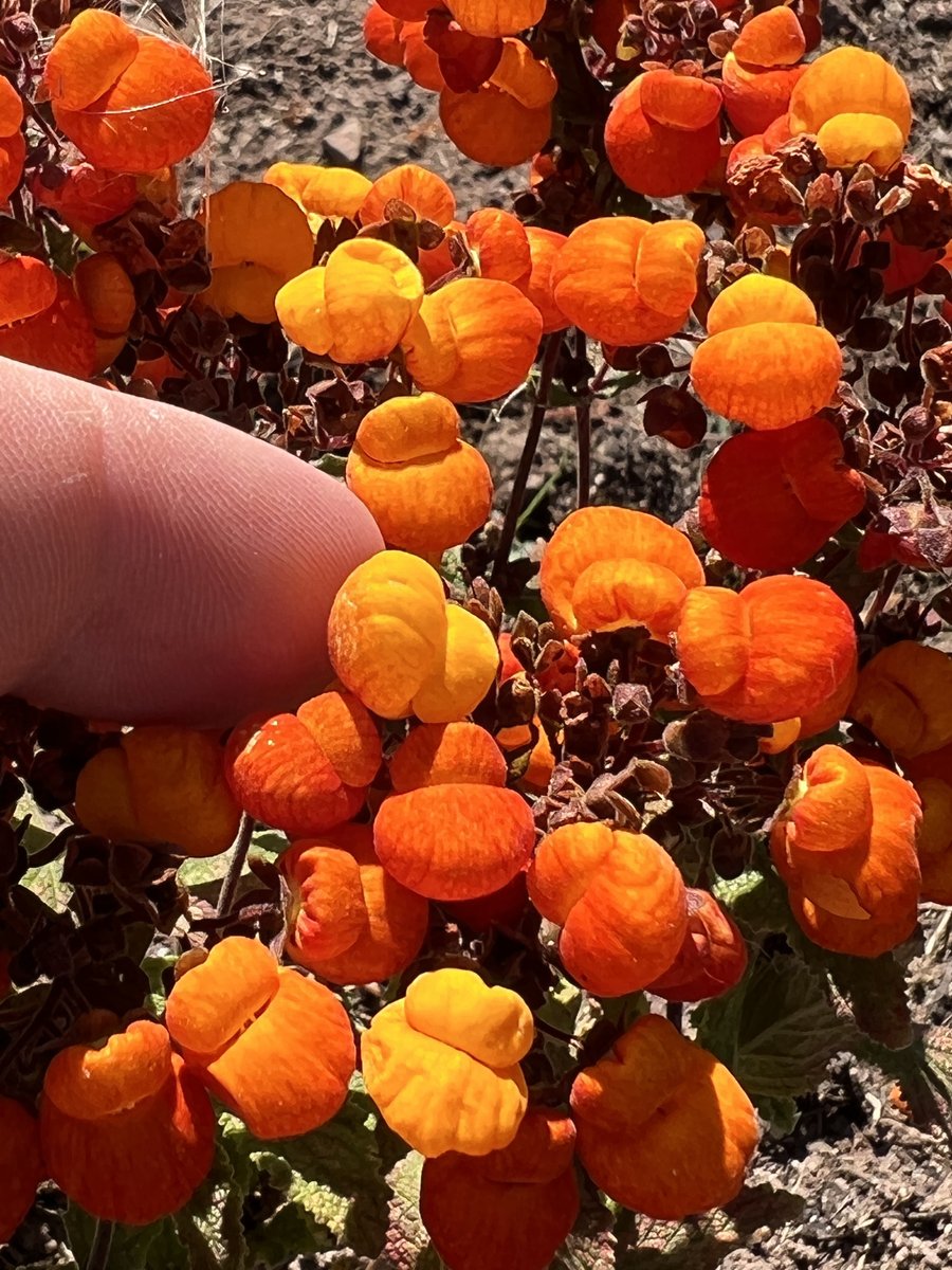 iplantsman's tweet photo. #Calceolaria integrifolia ’Kentish Hero’ such a good #orange.
Think I might do an area with several Calceolaria and #Mimulus. Should be quite lively.
#plants #garden #plantingdesign #flowers #gardening #riotouscolour #colourinthegarden #colourmylife #flowerpower #fleurs https://t.co/pWm6llrwIn