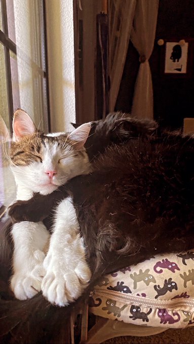 Selling my file of 40+ xxx videos of mine to gather as much money as I can, for my cat, Esco, who became<a href="/tag/mvsales"class="tags"><span>#mvsales</span></a>
