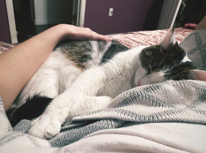 Selling my file of 40+ xxx videos of mine to gather as much money as I can, for my cat, Esco, who became<a href="/tag/mvsales"class="tags"><span>#mvsales</span></a>