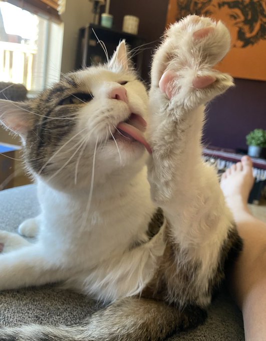 Selling my file of 40+ xxx videos of mine to gather as much money as I can, for my cat, Esco, who became<a href="/tag/mvsales"class="tags"><span>#mvsales</span></a>