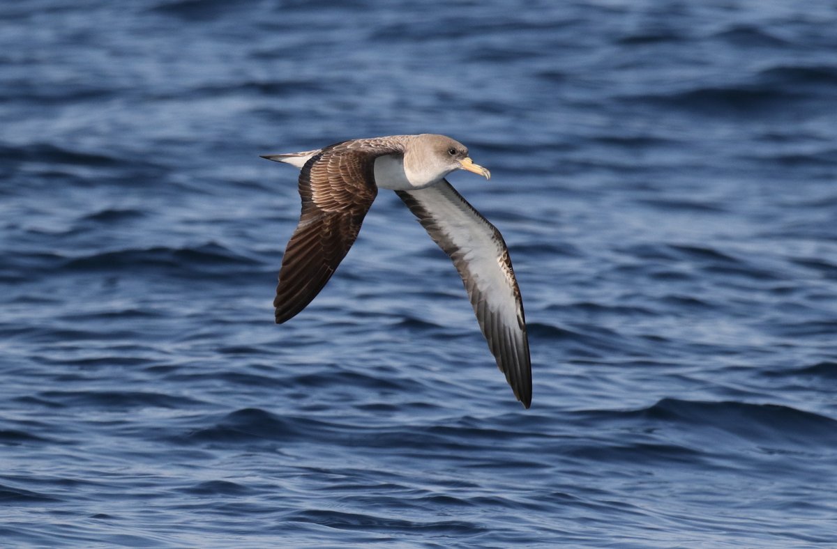 Scopoli's Shearwater! A first for Ireland if accepted. Today on our pelagic from Baltimore!
Totals were 1 Scopoli's, 16 Cory's, 40+ Sooty and 60+ Great Shearwaters. 2 brief Wilson's Storm-petrels, 7 Great Skuas, 1 Arctic Skua, along with hundreds of Manx and Storm-petrels.