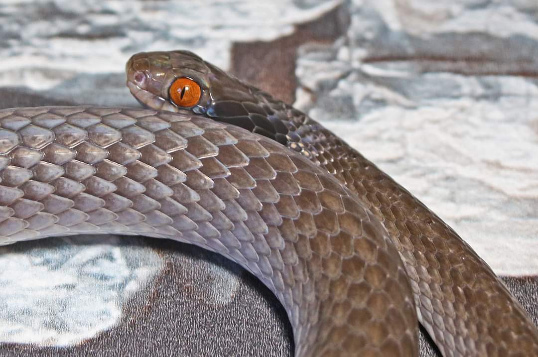 Snakes 'N' Adders tweet media