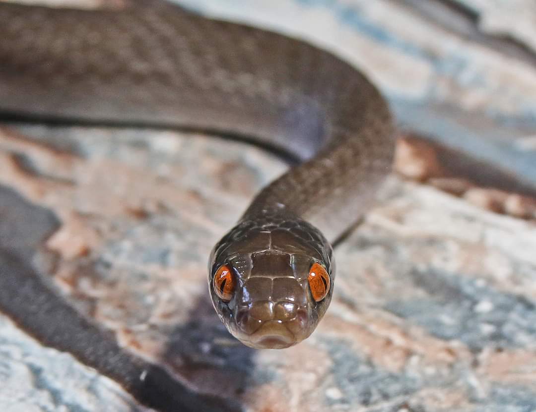 Snakes 'N' Adders tweet media