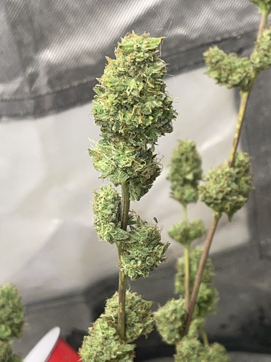 damon_whitford's tweet photo. Chopped and wet trimmed one of my #irvinegreen testers today then hung her to dry #CannabisCommunity #growyourown #irvinearmy #level2tester #feminized #marshydro #TS1000 @MarsHydroLight @eleenwen @irvineseedco @breeder_j @ChefDC710 https://t.co/M4y6HcnSdU