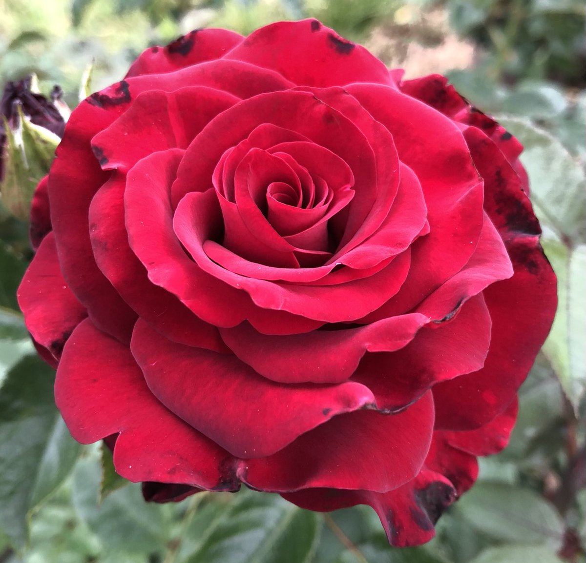 JonesTheRose's tweet photo. Friends of the Tenth, for every rose sold a donation goes to the charity that perpetuates the memory and legacy of the 10th Battalion (the Parachute Regiment) ensuring that they will not be forgotten. #jonestherose #friendsofthetenth #charityroses #grownincheshire #fragrantroses https://t.co/AVKiSycBoo