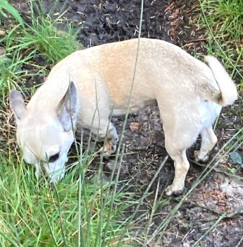 millypod1's tweet photo. 🆘13 AUG 2022 #Lost HUGO #ScanMe
CHIHUAHUA X JACK RUSSELL MALE
#ClydachVale #Tonypandy Rhondda Cynon Taf #Wales #CF40
SIGHTINGS PLZ ☎️07565 981500/ 07718 278887
https://t.co/W25ipqbC40 https://t.co/pBVjW9TdEY
