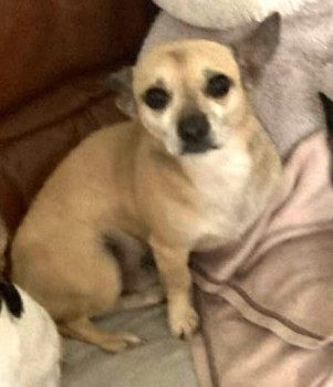 millypod1's tweet photo. 🆘13 AUG 2022 #Lost HUGO #ScanMe
CHIHUAHUA X JACK RUSSELL MALE
#ClydachVale #Tonypandy Rhondda Cynon Taf #Wales #CF40
SIGHTINGS PLZ ☎️07565 981500/ 07718 278887
https://t.co/W25ipqbC40 https://t.co/pBVjW9TdEY