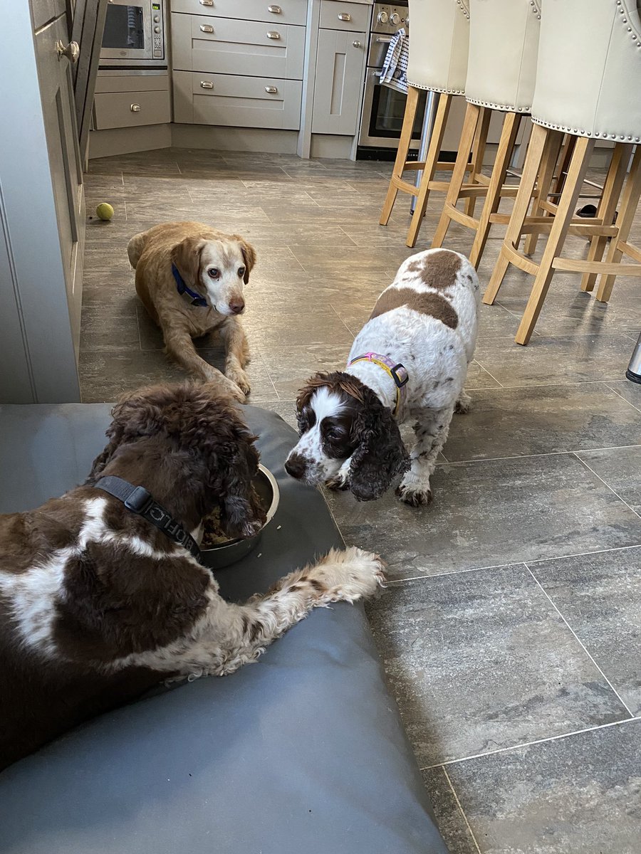 SpanielsSuper's tweet photo. Poor Snoopy
Mum has to sit guard while he eats his tea.
He’s very slow now & while he still enjoys it & eats it all, Mo & Ronnie ( even with a slow feeder bowl) finish theirs & prey on him #PoorSnoopy #Vultures #LeaveMeAlone #YesIDoWantIt #NoYouCantHaveIt #NotSharing #GoAway https://t.co/Y2ltga7wPC