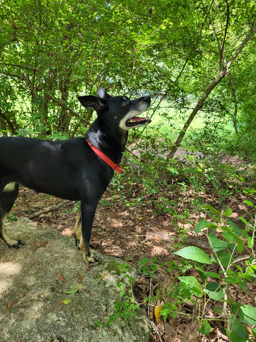 Hudson is a Dog tweet media