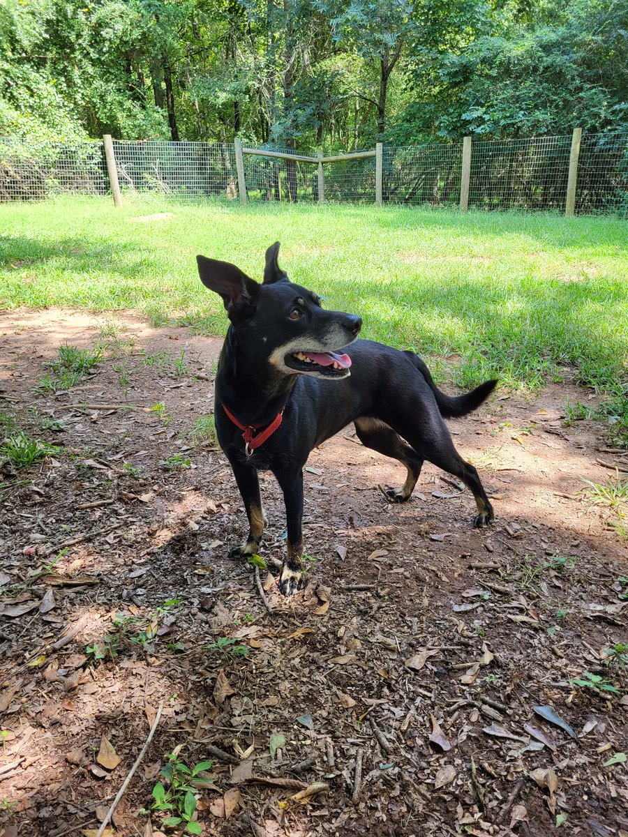 Hudson is a Dog tweet media