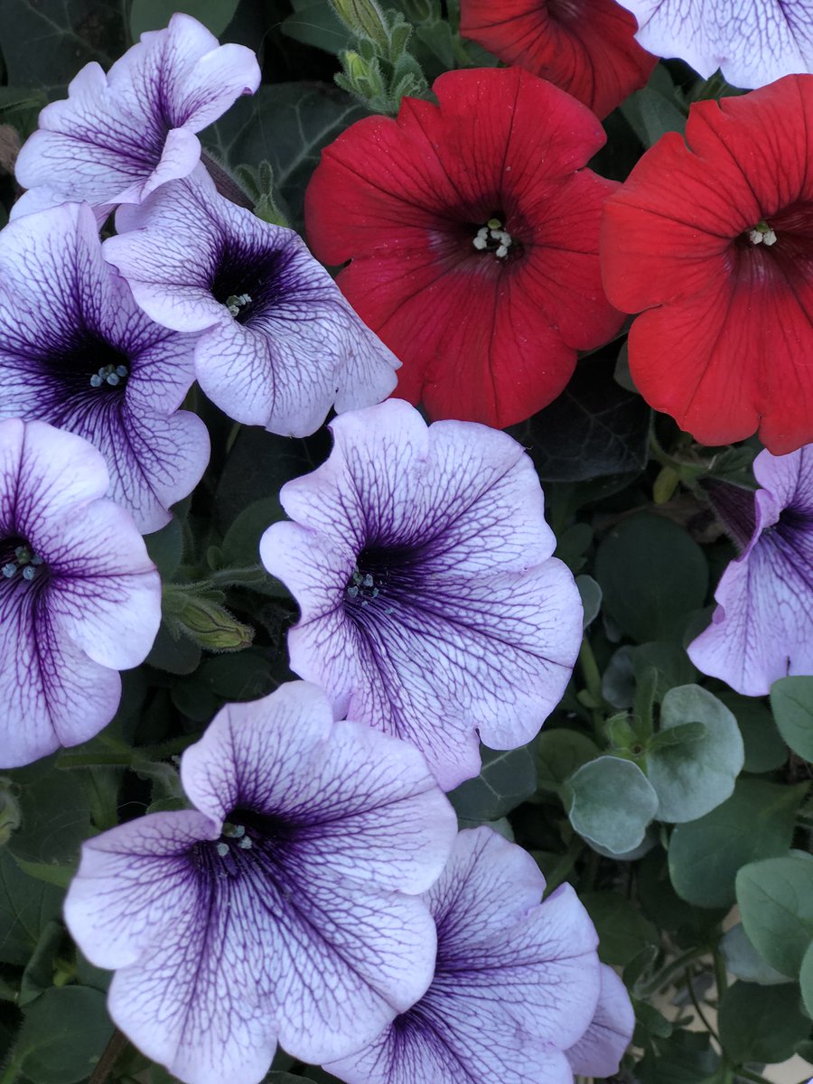 Jean Marie Carey tweet media