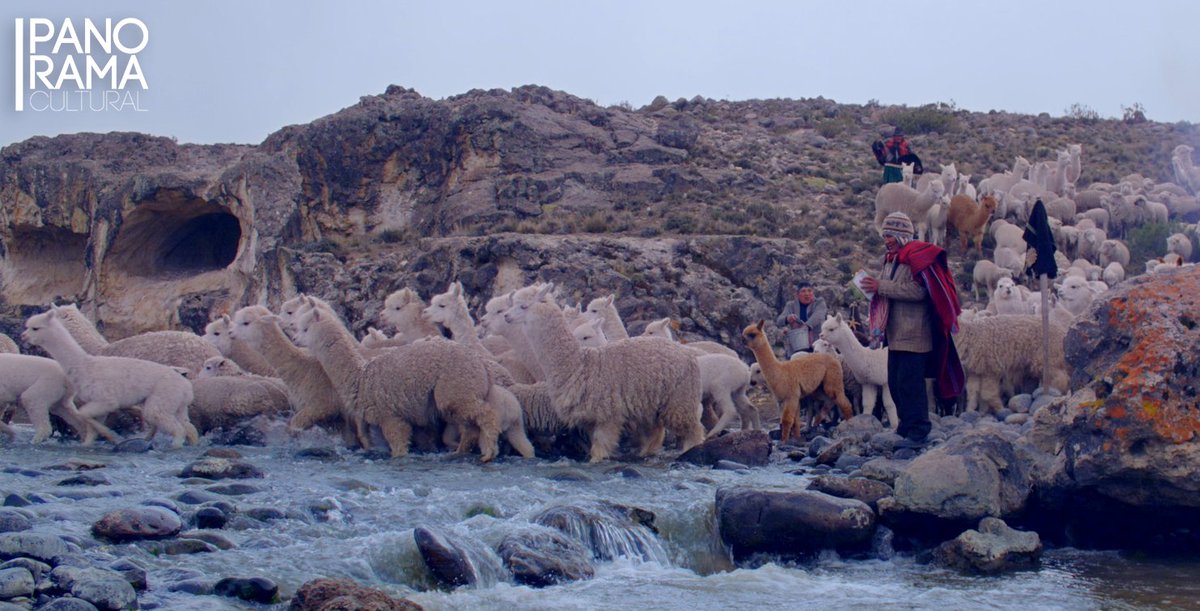 PanoramaCultur's tweet photo. #CINE👏🇵🇪 #Pakucha –cinta póstuma de #ÓscarCatacora como productor– obtiene el premio a Mejor documental del 26 #FestivalDeCineDeLima. El filme que nos acerca al ritual que evoca el espíritu de la alpaca para obtener prosperidad, se estrena pronto en la cartelera comercial. 🇵🇪👏 https://t.co/4IKViEPOcF