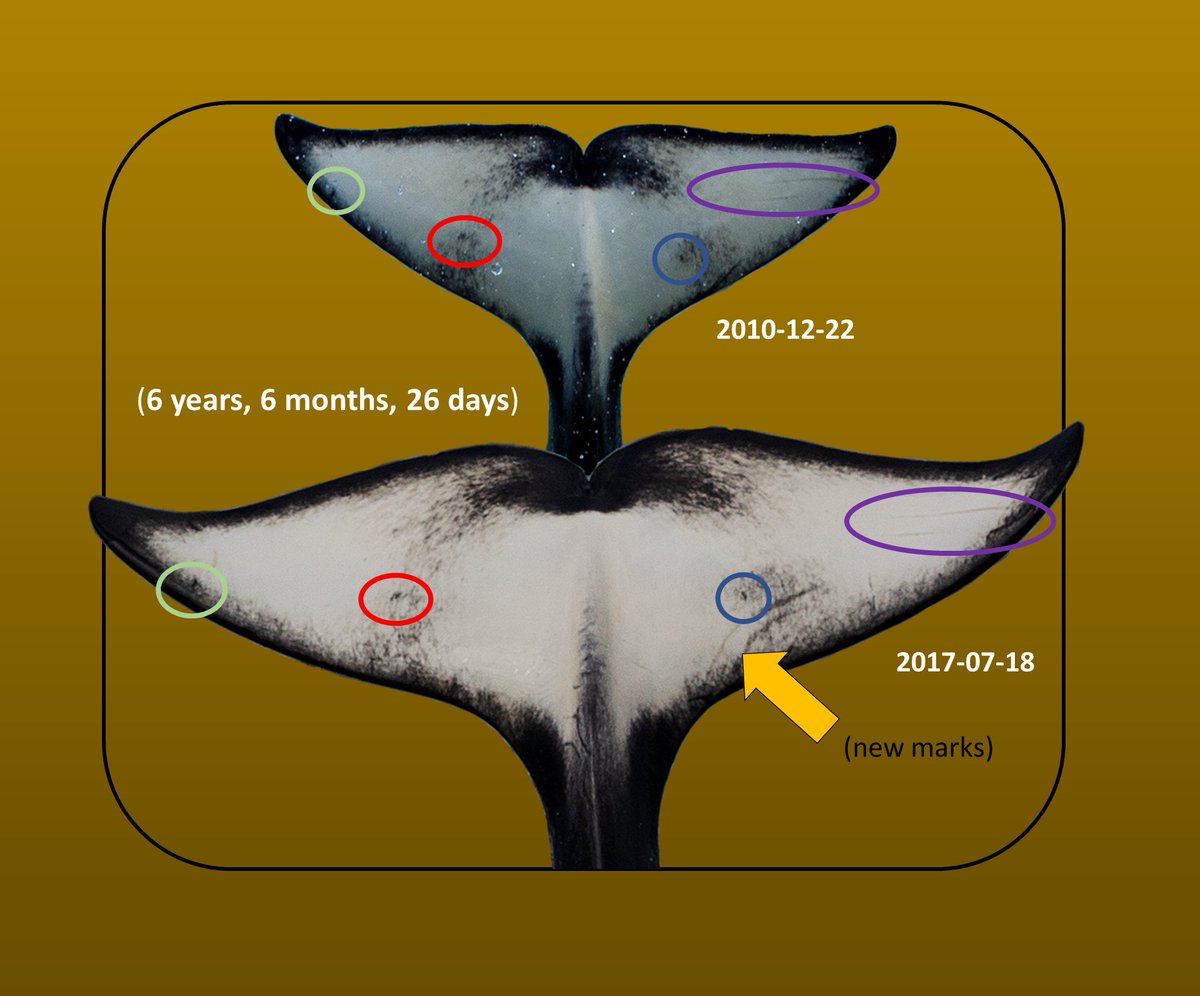 Dr Ingrid N. Visser (PhD) tweet media