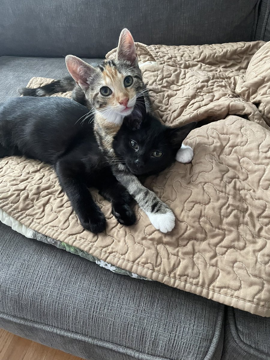 jenna_mazzone's tweet photo. Appreciation post for my kitties bc I just moved back to school and miss them already https://t.co/CXb6m3lsfv