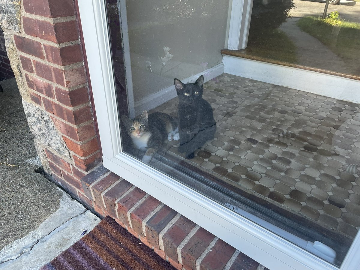 jenna_mazzone's tweet photo. Appreciation post for my kitties bc I just moved back to school and miss them already https://t.co/CXb6m3lsfv