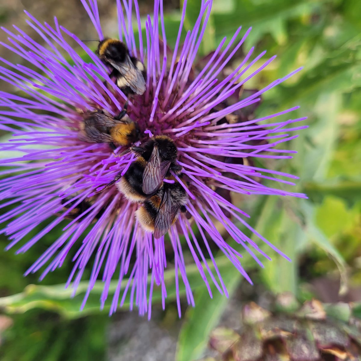 B_J_Sherriff's tweet photo. Six bumbles bedding down for the night in a cardoon flower 🌝🐝🐝🐝🐝🐝🐝 #bees #bumblebees @B_J_Sherriff #cuddlybees #livebees #beekeeping https://t.co/m34vKr3fBV